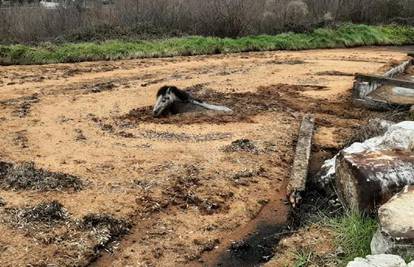 Poni upao u blato i zaglavio: 'Sam se pokušao izvući, bio je jako iscrpljen i preplašen'