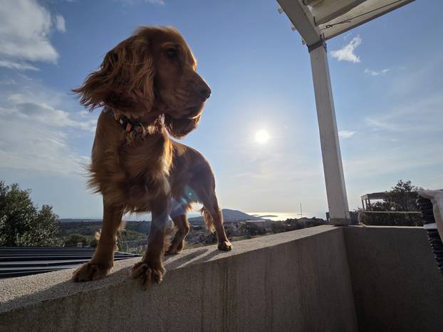SUPER FOTKE vaših ljubimaca! Neki bi mogli biti viralni hit, ali svi su jednostavno neodoljivi