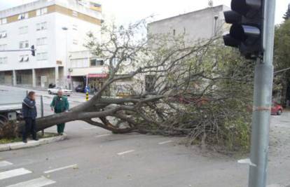 Split: Olujna i jaka bura srušila je stablo, veće štete nije bilo