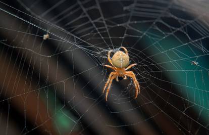 Strah od paukova jedan je od najraširenijih u svijetu