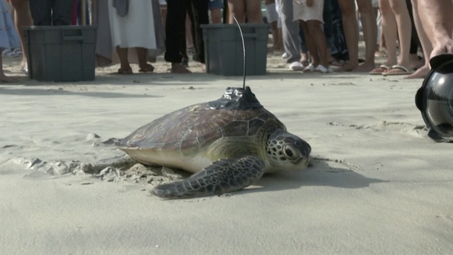 Pronašli kornjače, spasili ih pa vratili natrag u more u Dubaiju