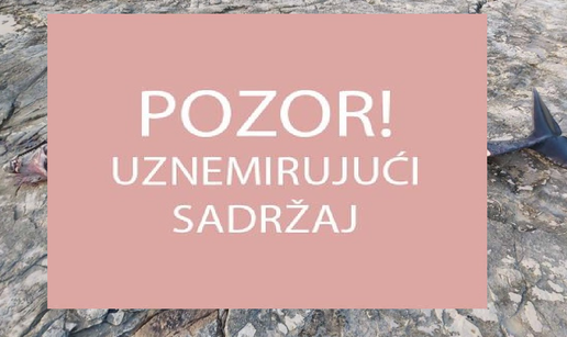 Puljani naletjeli na izbodenog delfina:  'Ležao je u lokvi krvi'