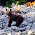 Nije rek'o dobar dan: 'Okrenuo se kad sam viknuo medooo'