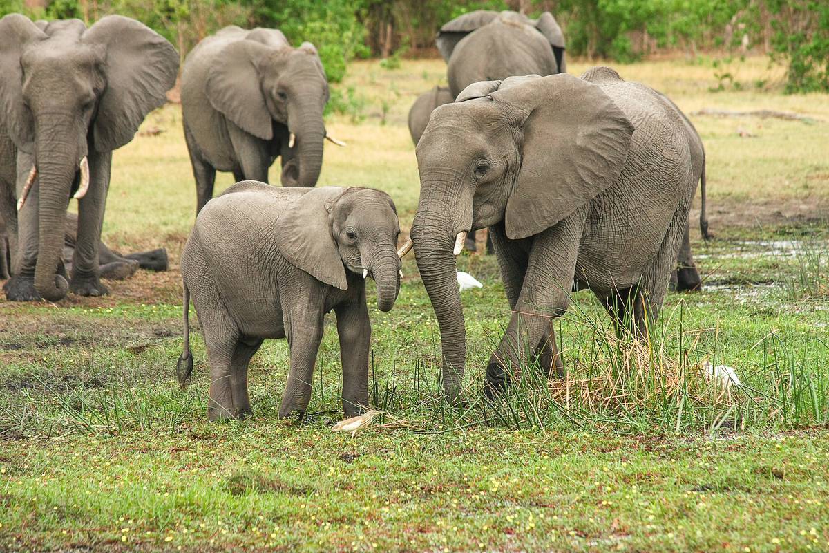 Cijelo krdo slonova će avionom iz Engleske odletjeti za Keniju