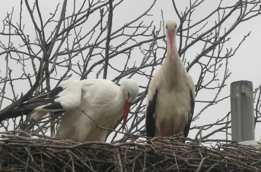 Klepetan se vratio Malenoj!  To je ljubav koja traje 16 godina...