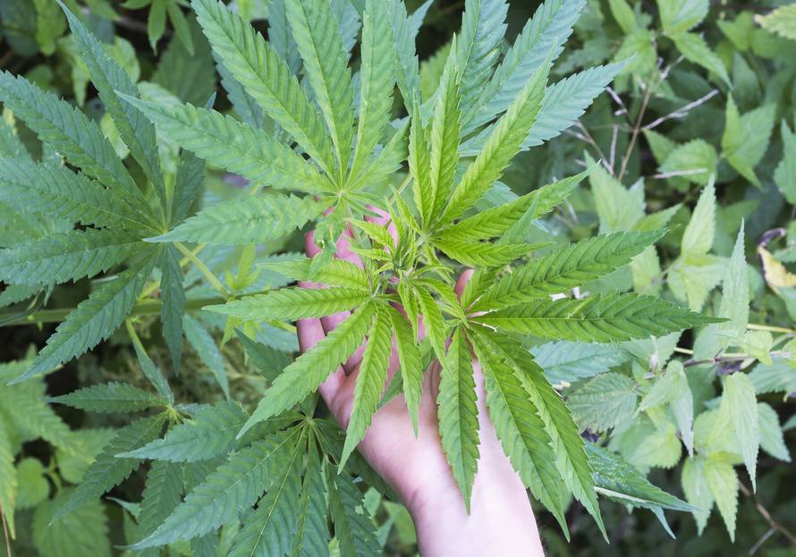 Marihuana dokazano utječe na pojavu shizofrenije i psihoza