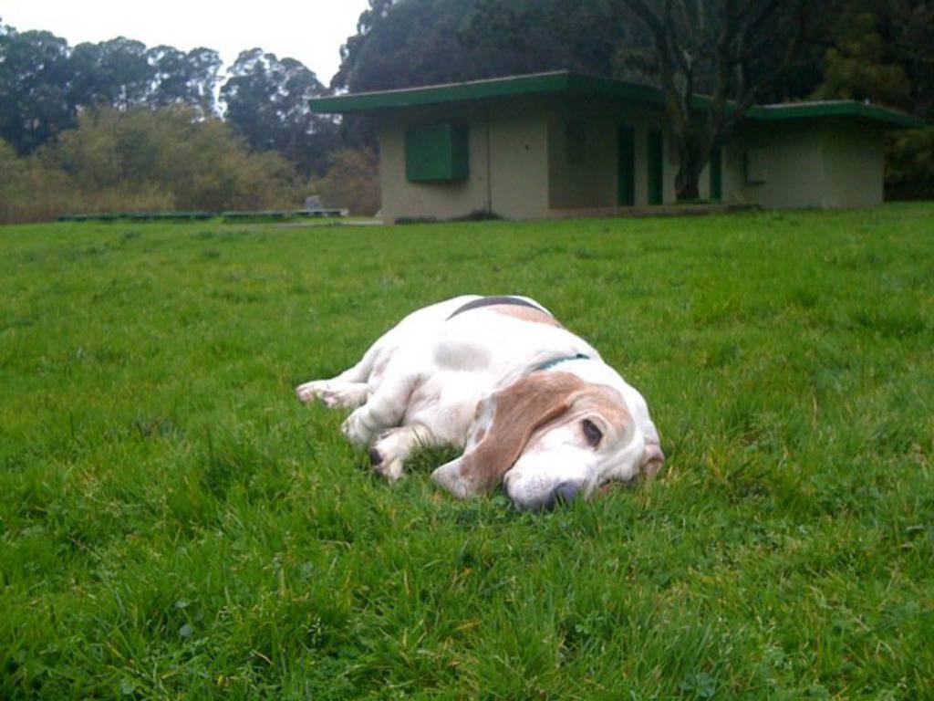 Facebook/George, the Very Tired Basset Hound