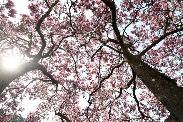 24sata Pula: Magnolija obitelji Borščak u Puli