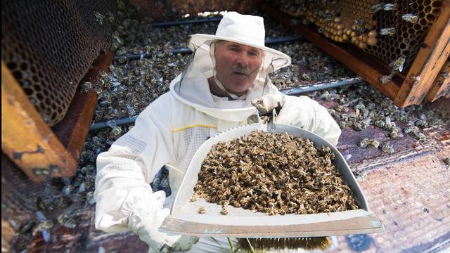 Pčele ubijaju ilegalni pesticidi koje neki neodgovorni ratari nabavljaju mahom u Srbiji i BiH