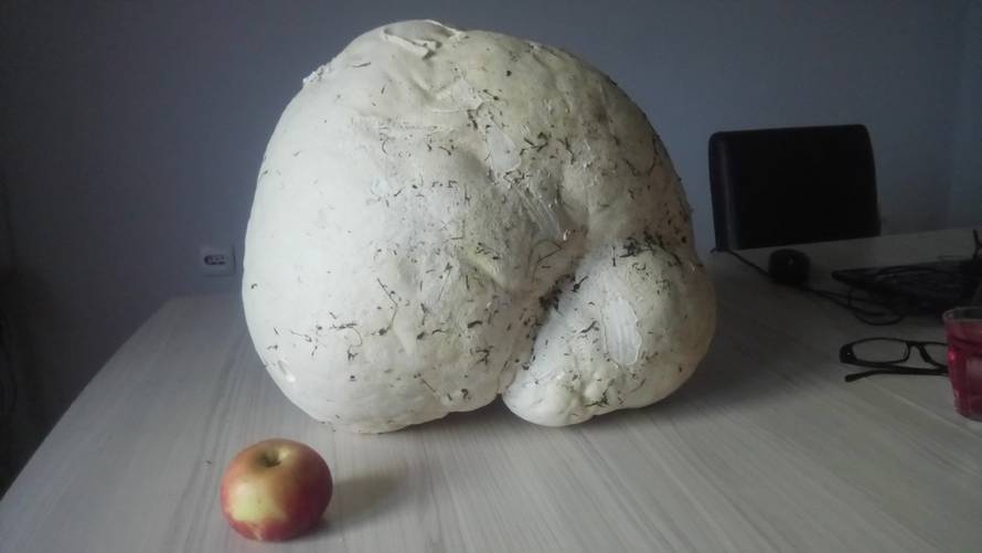 'Gljivu tešku 4.5 kilograma planiramo podijeliti i pojesti'