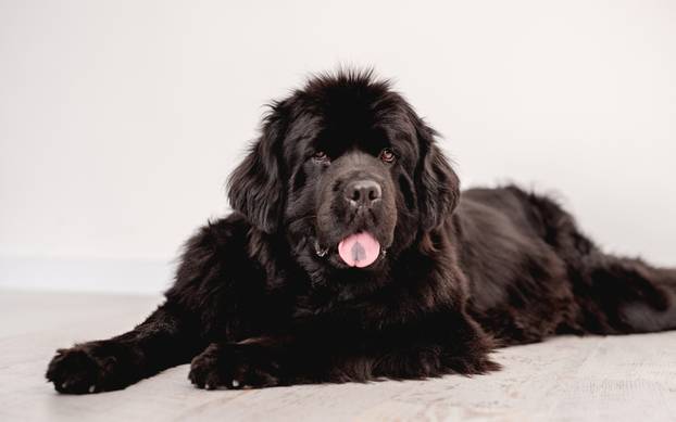 Newfoundland dog lying on floor indoors
