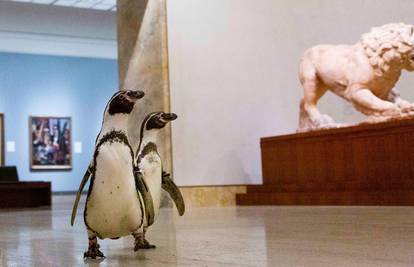 Dok ljudi sjede doma, pingvini se šetaju po Muzeju umjetnosti