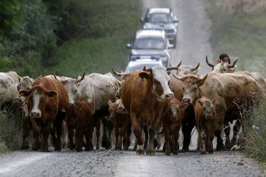 Marko Mrkonjic/PIXSELL