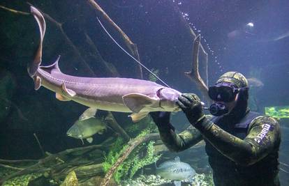 Marin je 'šaptač ribama', dok čisti veliki akvarij u Karlovcu jesetra se mazi i jede mu iz ruke