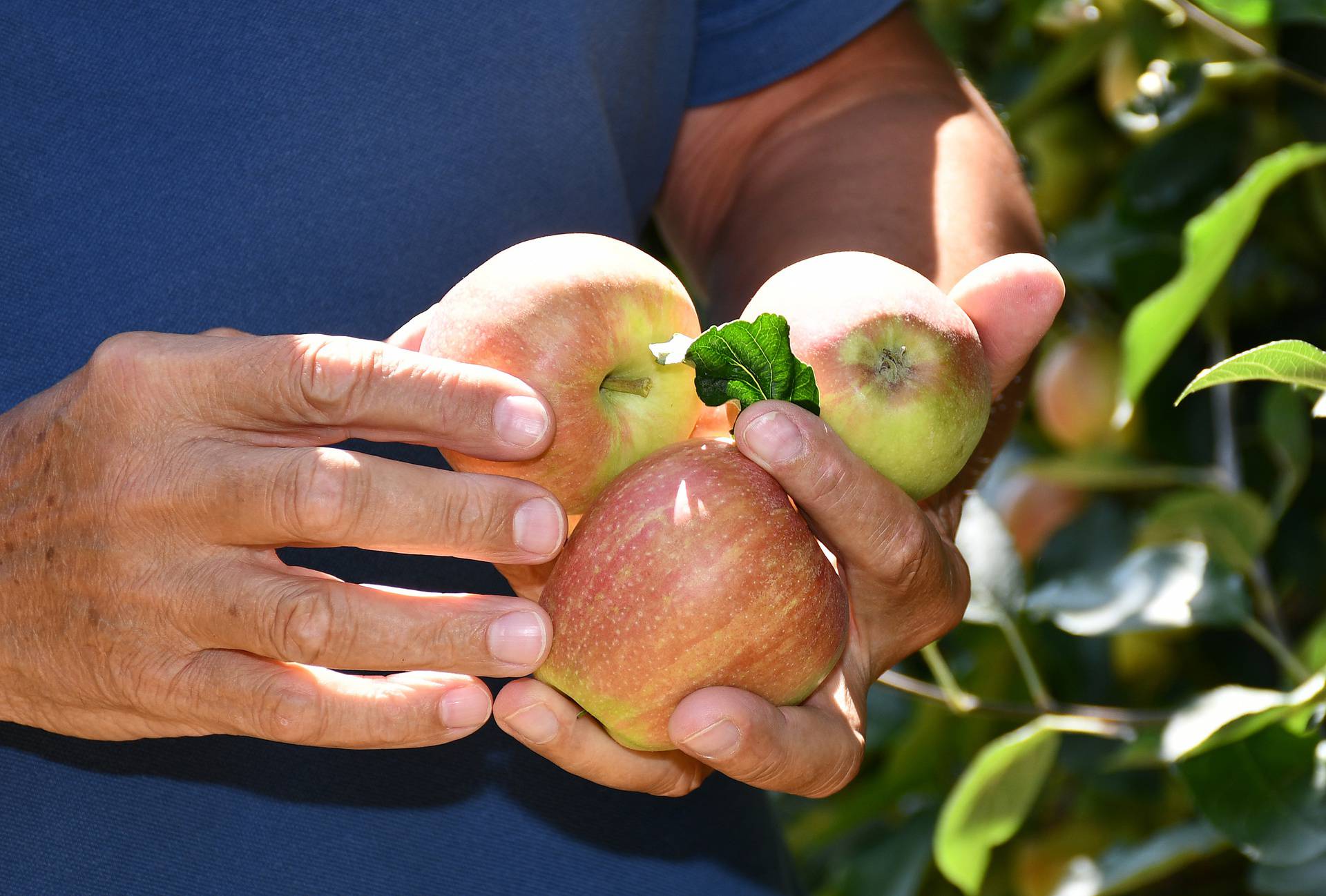 Naše prve ovogodišnje jabuke uskoro će na police trgovina, prva cijena bit će promotivna