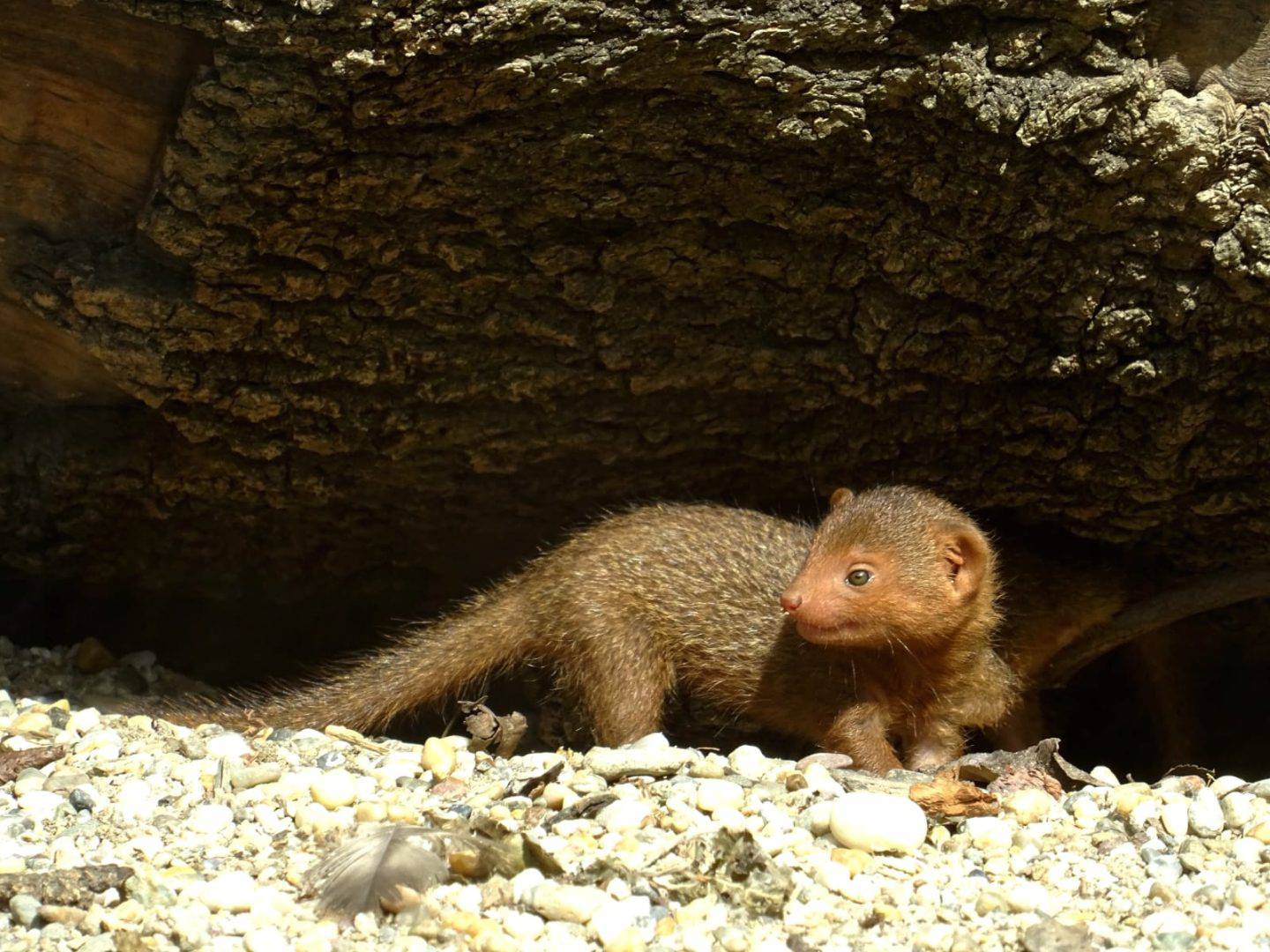 FOTO Pogledajte preslatke mladunce patuljastih mungosa iz zagrebačkog zoološkog vrta