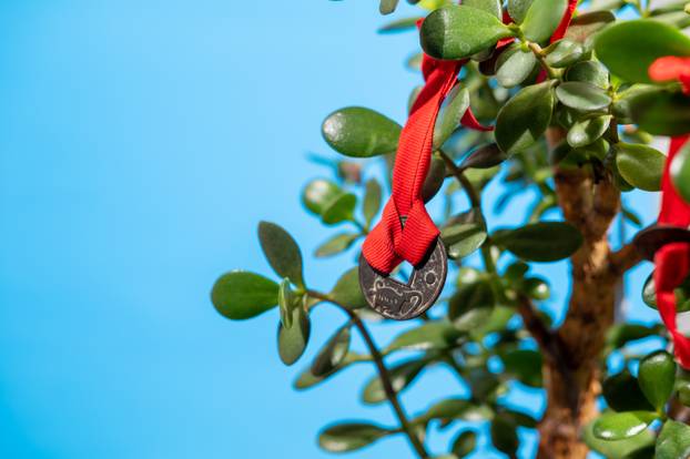 Money tree. Crassula Ovata. Crassulaceae. House plant with symbols of money coins Chinese on a red ribbon on a blue background.