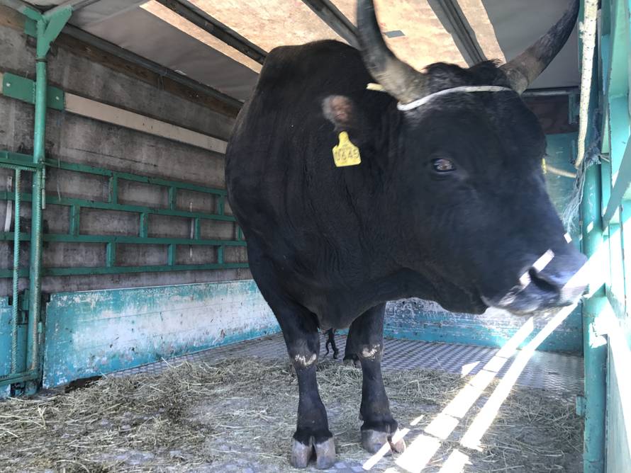 Spektakl u Dicmu: Čuvajte me se! Ja sam najjači bik u zemlji