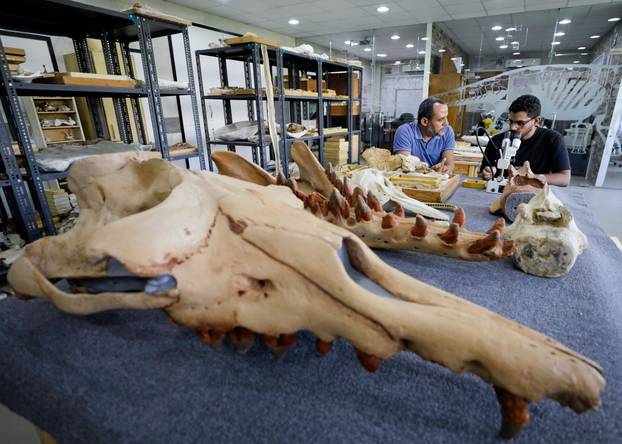 Researchers at El Mansoura university work on renovating the 43 million-year-old fossil of a previously unknown amphibious whale called "Phiomicetus Anubis", in Egypt