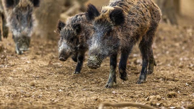 Buzet: Divlje svinje u potrazi za hranom