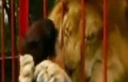Lav kroz kavez grli ženu jer ga je spasila iz cirkusa