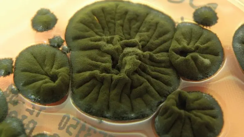 Černobilske gljive razvile su nešto nevjerojatno. To bi moglo biti budućnost za put u svemir