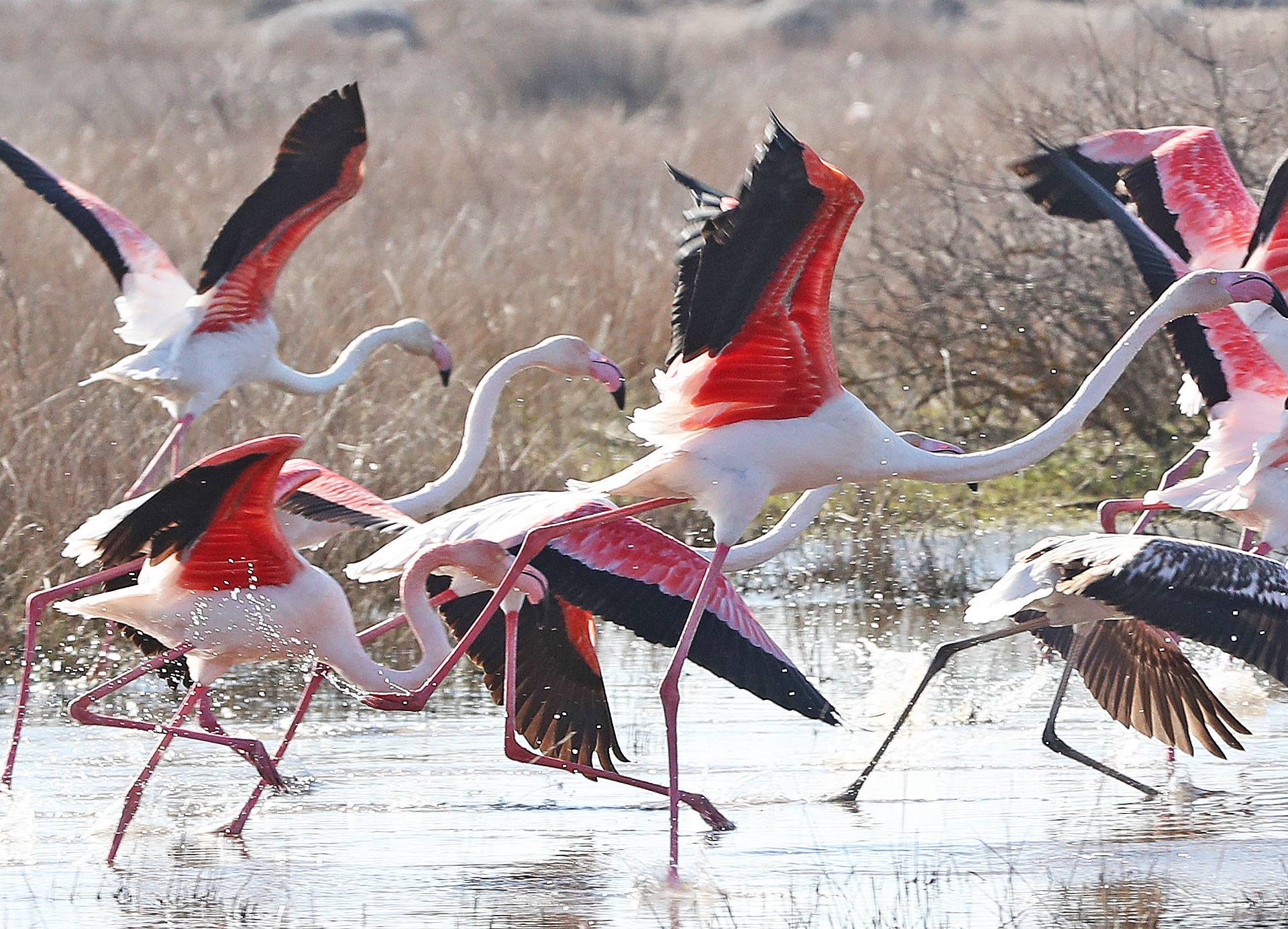 Flamingos at Kalloni Salt Pans