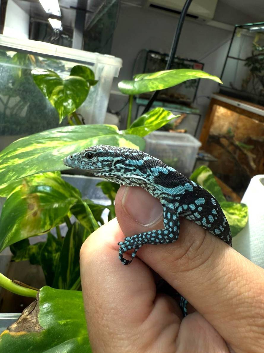 FOTO Zagreb dobio dva plava 'zmaja': Rijetki varani s otoka Batanta izlegli se u Zoološkom