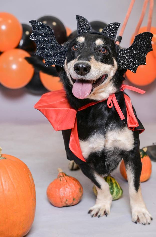 Sklonište u Dumovcu poziva na posebno jesensko udomljavanje pasa i mačaka