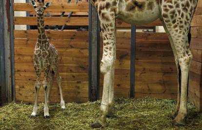 Beba žirafe Rothschild po prvi puta sama stala na svoje noge