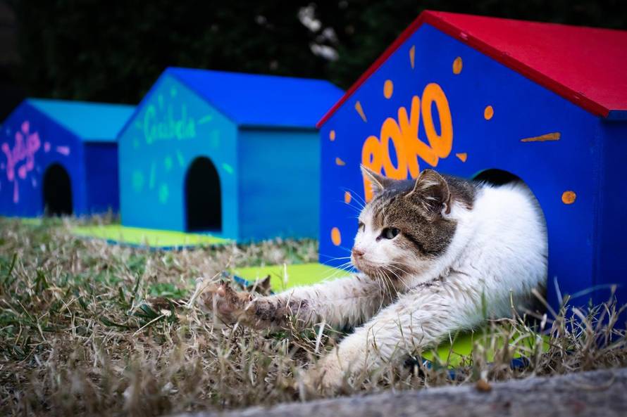 Dom za mace s kazalisne pjace