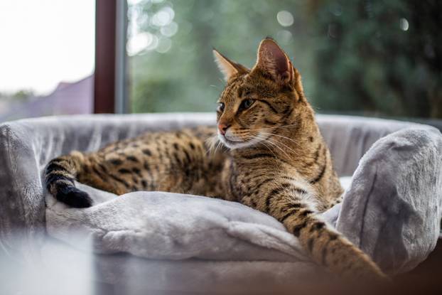 Savannah cat sits on a pedestal pillow against a background of greenery