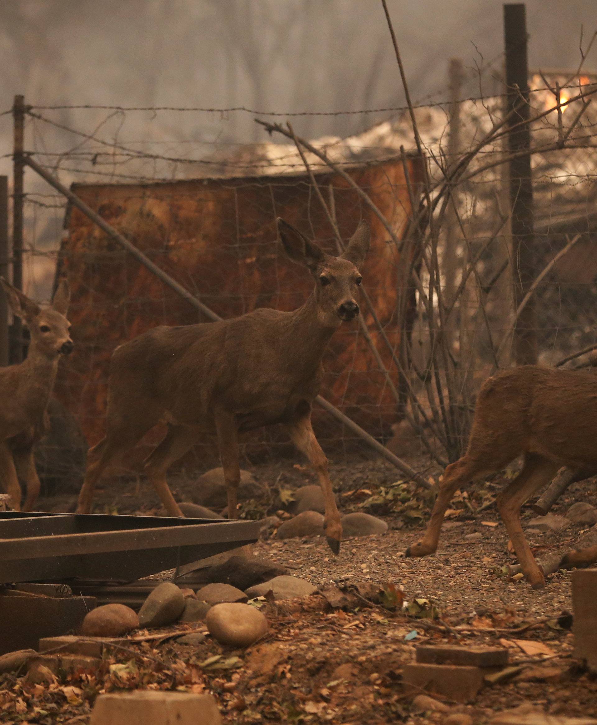 A group of deers walk through properties destroyed by the the Camp Fire in Paradise