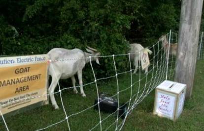 Doveli koze da urede novi park za šetnju pasa