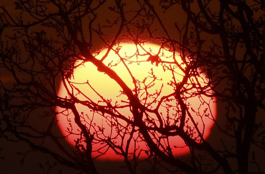 The sun sets behind tree branches in south west London