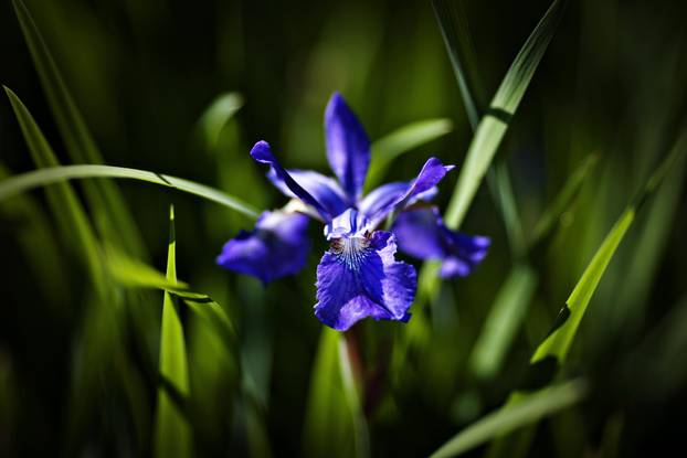 20 najljepših cvjetova svijeta