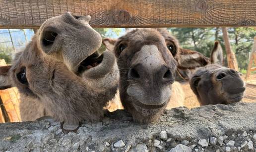 U&ccaron;enje kroz igru: Za&scaron;to je Prirodoslovni muzej i ZOO u Splitu omiljena dje&ccaron;ja adresa?