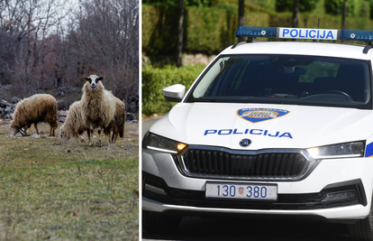 Vojnik kraj Knina naletio na stado ovaca i usmrtio njih 11. Policija kaznila vlasnika stada