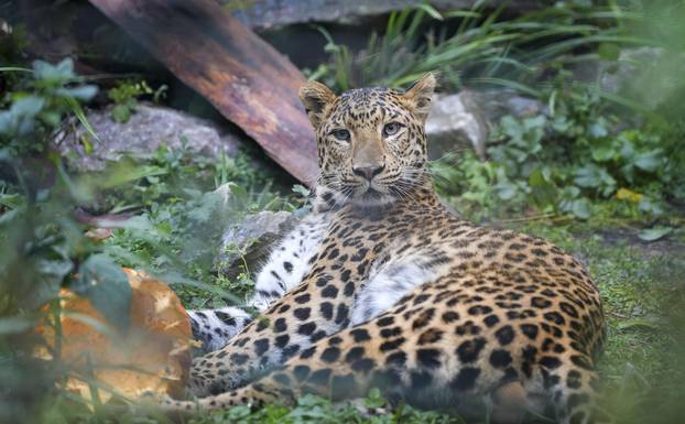 Pogledajte kako je izgledalo darivanje bundeva životinjama u zagrebačkom Zoološkom vrtu