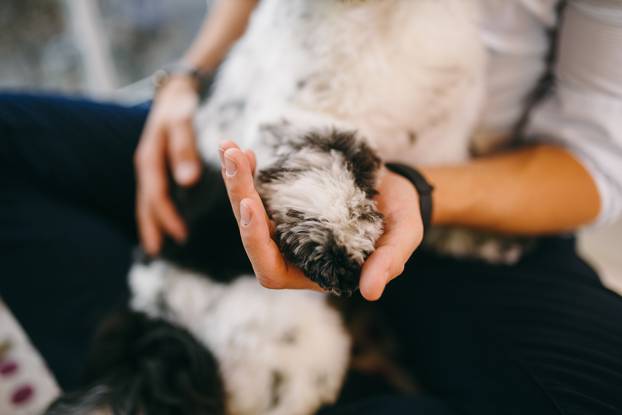 Shih Tzu sitting with people, a dog and a family,