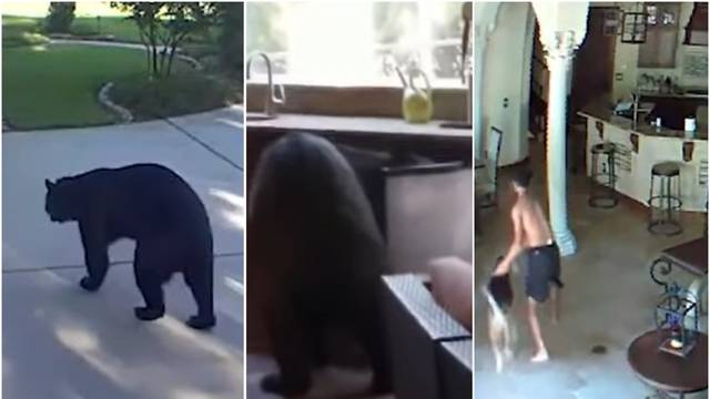 VIDEO Tronogi medvjed im upao na terasu: 'Ukrao nam je pivo!'