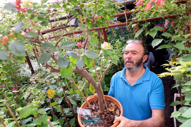 Split: Denis Bojčić, kolekcionar bugenvila