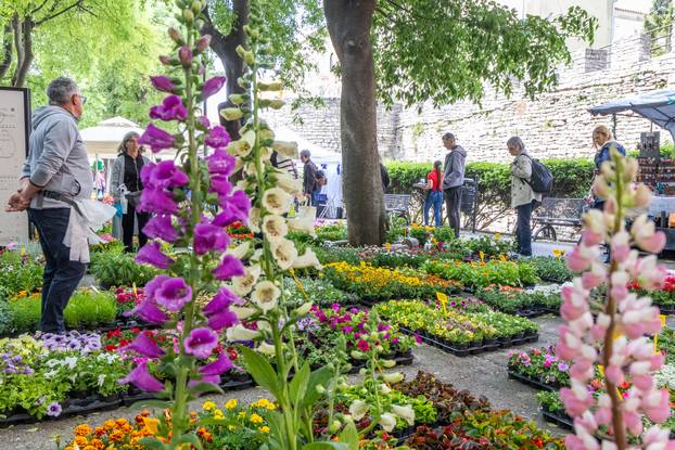 Pula: 17. sajam cvijeća Florija na Giardinima