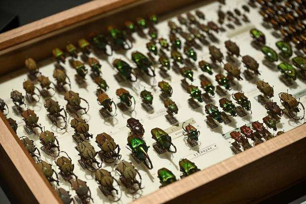 Zagreb: Otvorenje izložbe  Savršenstvo evolucije – Razotkrivanje