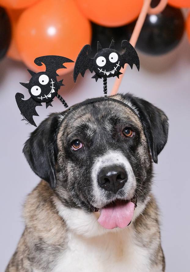 Sklonište u Dumovcu poziva na posebno jesensko udomljavanje pasa i mačaka