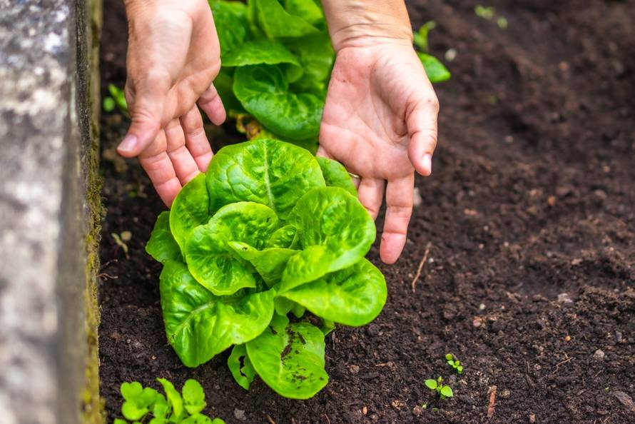 Gardener's,Hands,Carefully,Tending,A,Vibrant,Green,Lettuce,Plant,Rooted