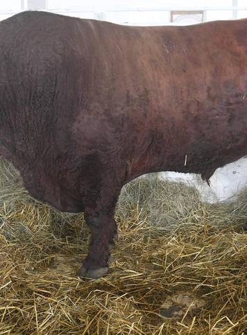 Gudovac: Bik Ogulin teži čak 1.196 kilograma