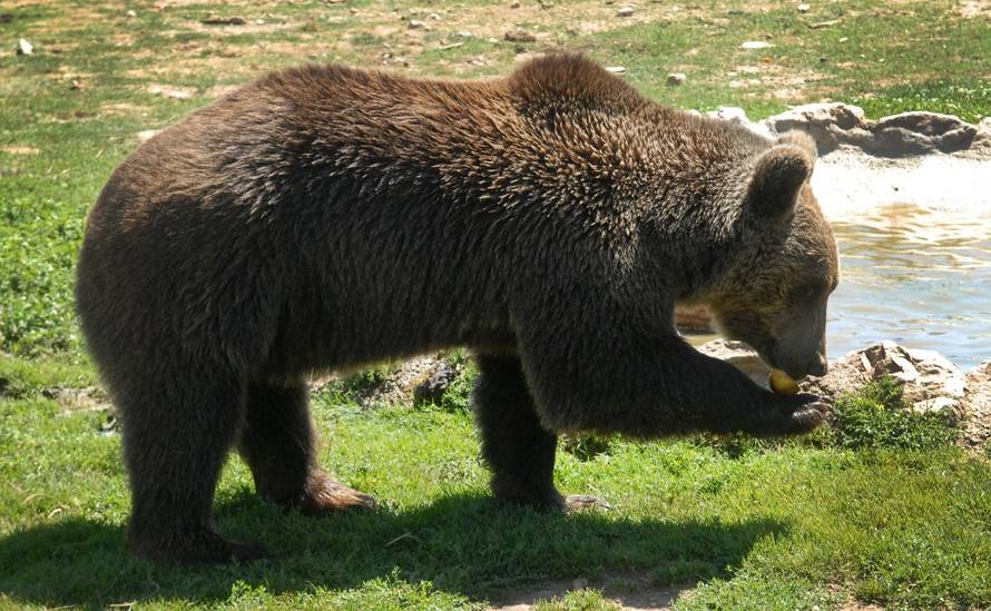 Macola: Medvjede mi nemojte uzeti, napravit ću sve za njih!