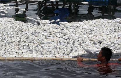 Pronašli 800 tona uginule ribe kraj vulkana Taal na Filipinima