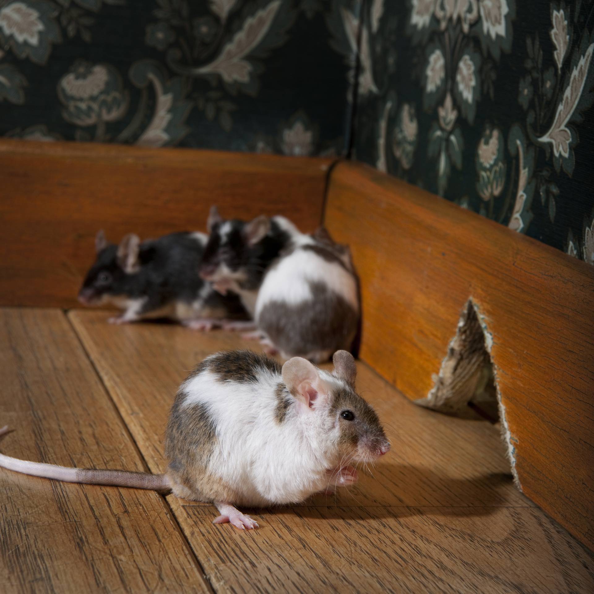 Ovo je sigurni pokazatelj da su vam se miševi 'uselili' u dom